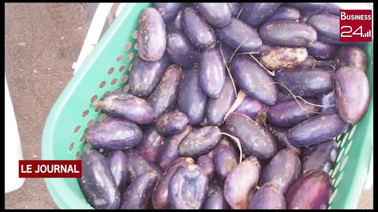 AGRICULTURE: Le SAFOU, un fruit à la conquête de Côte d'Ivoire