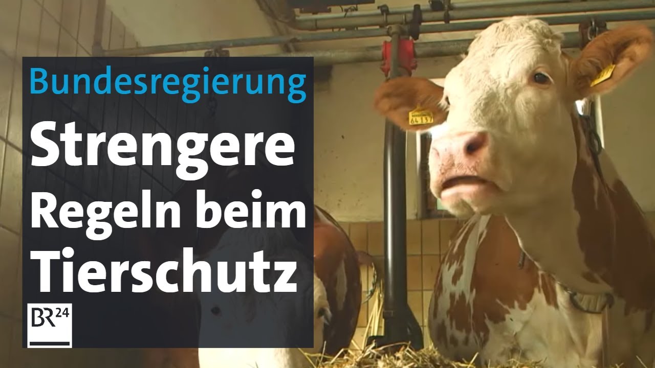 Tierschutzgesetz: Aus für ganzjährige Anbindehaltung kommt | BR24