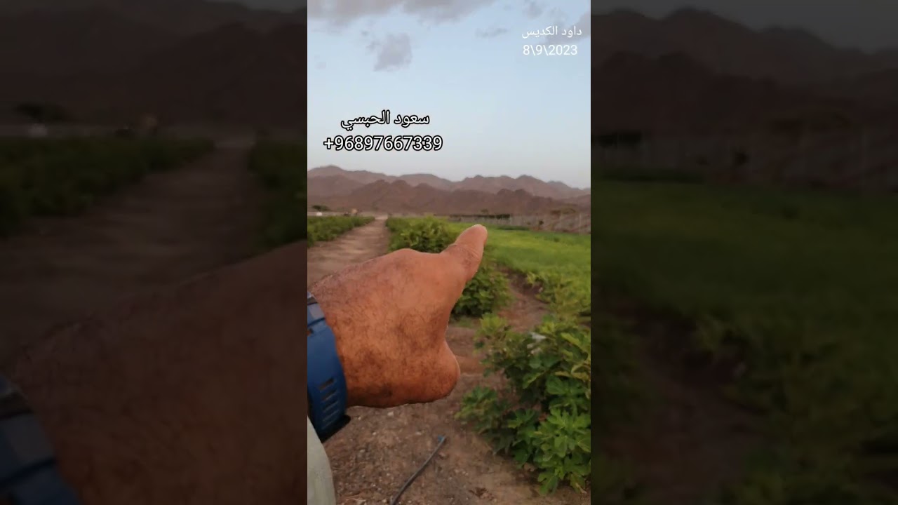 مزرعة للبيع بسلطنة عمان محافظة الشرقية الروضه