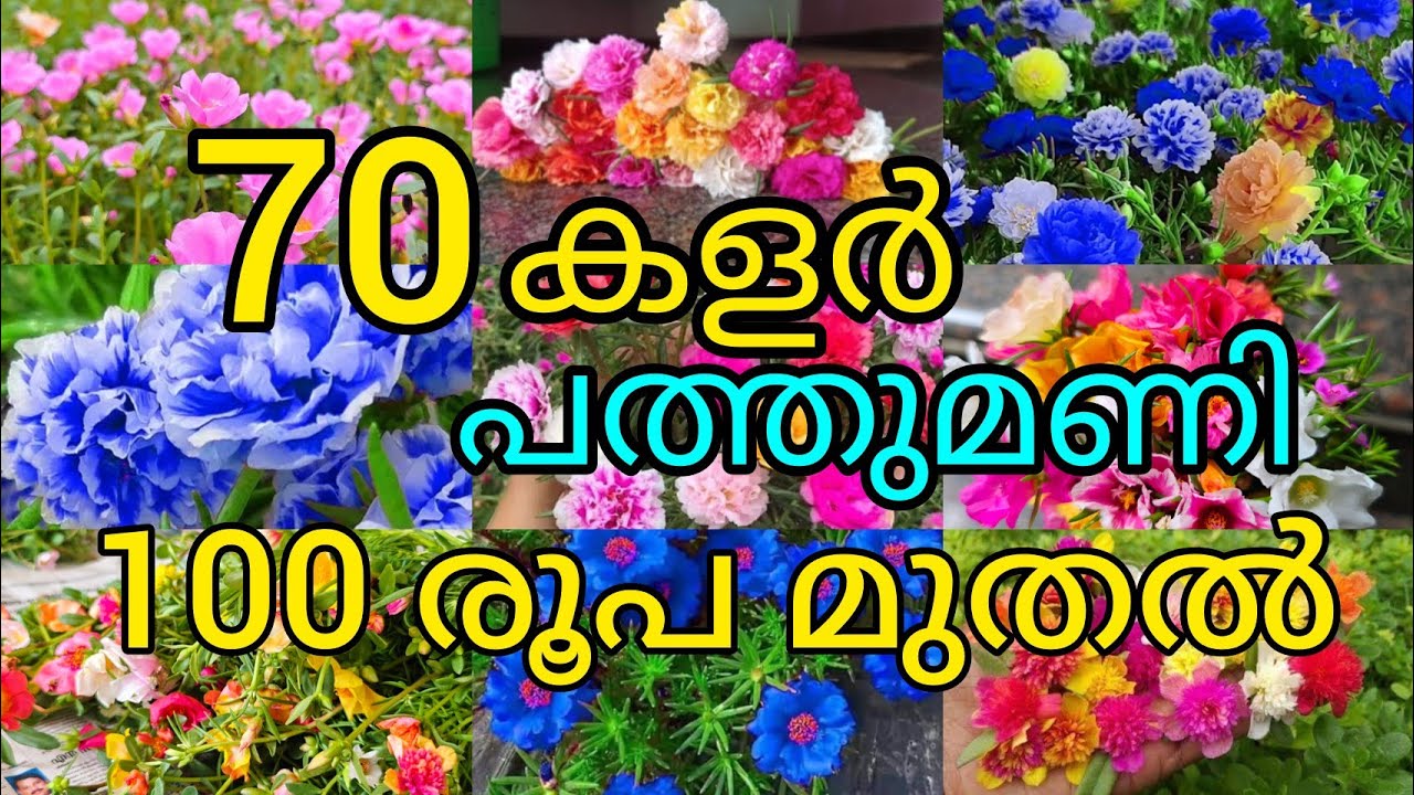 😲വമ്പൻ കോമ്പോ ഓഫർ 70കളർ പത്തുമണി #pathumani #plants #plantcare #gardening #pottingmix #rose #flowers