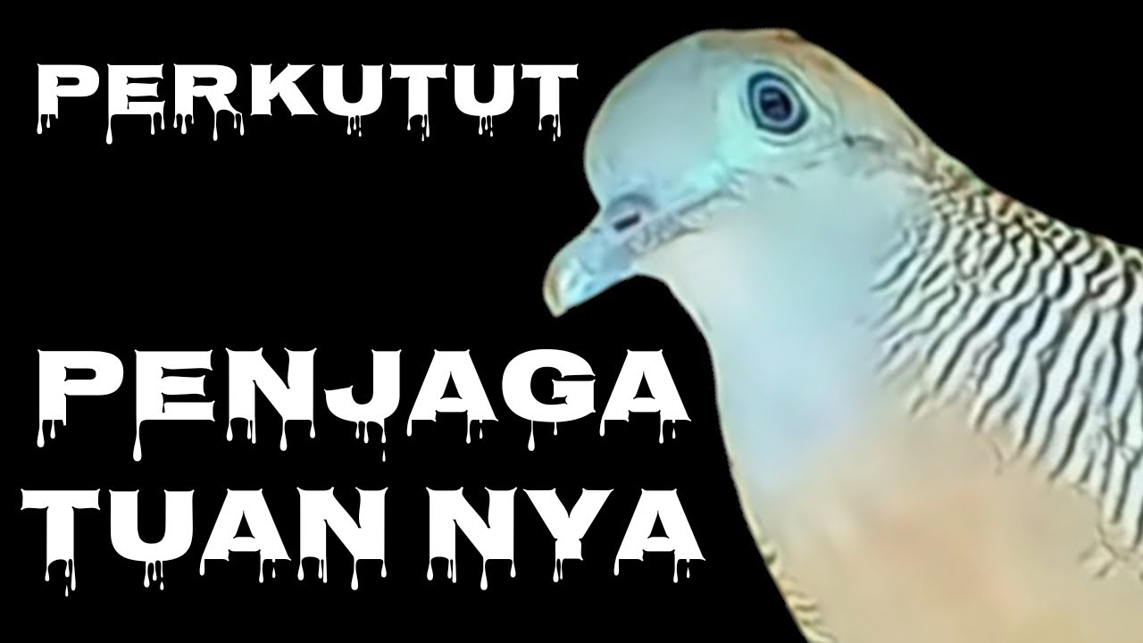PALING DICARI PARA KOLEKTOR,,,,  CIRI PERKUTUT YANG DI SUKAI BANYAK ORANG DAN BAGUS DI PELIHARA 