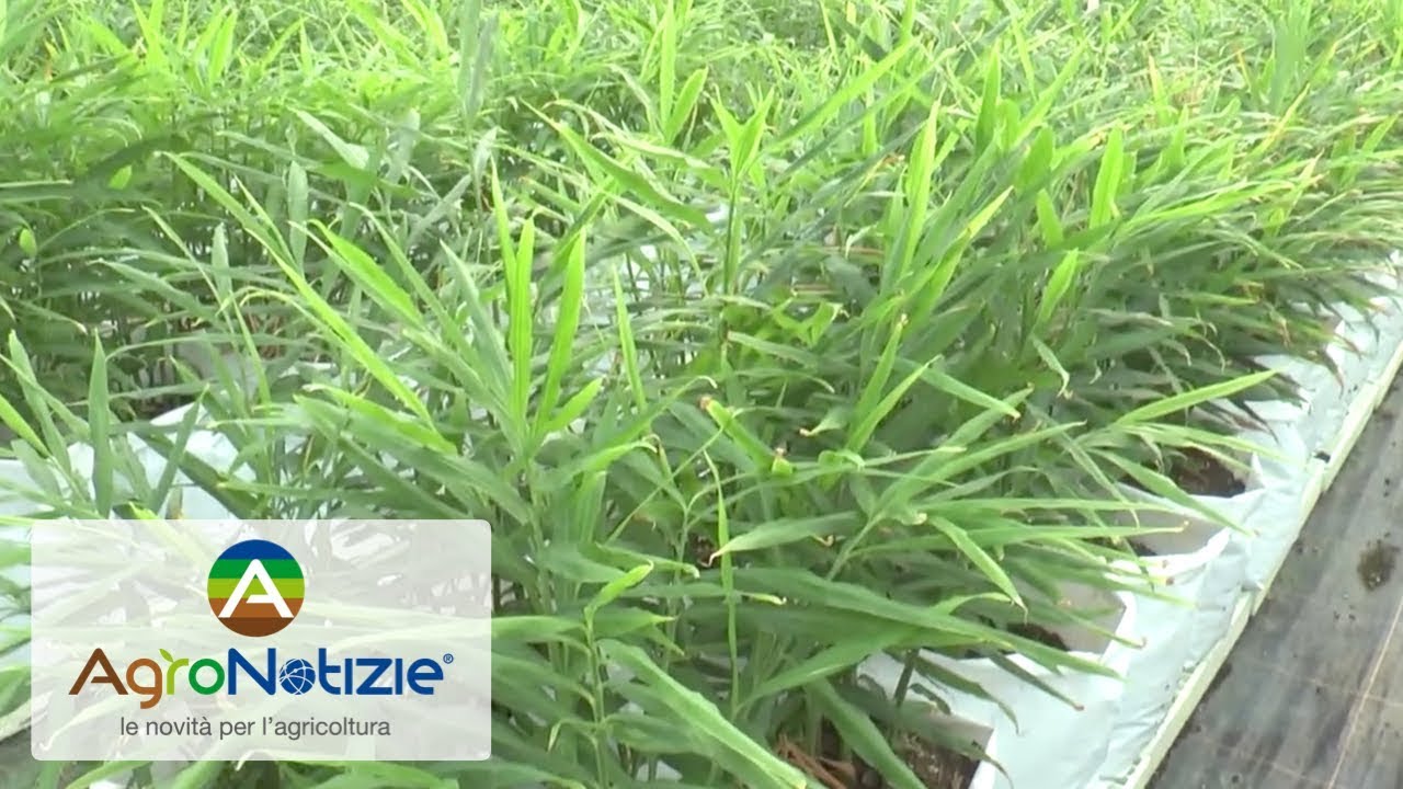 Zenzero: tutto quello che l'agricoltore deve sapere