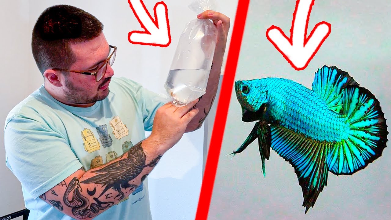 MIS NUEVOS PECES BETTA