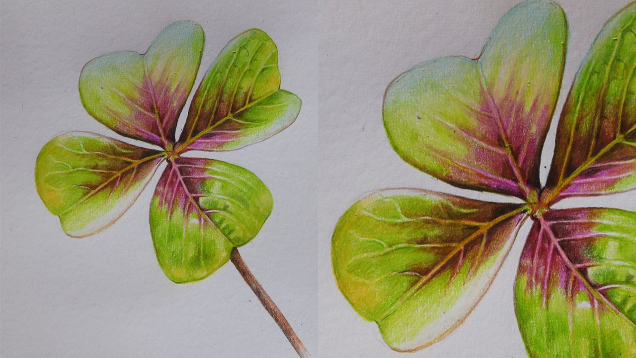 Four Leaf Clover drawing with Colour pencils | How to draw leaf