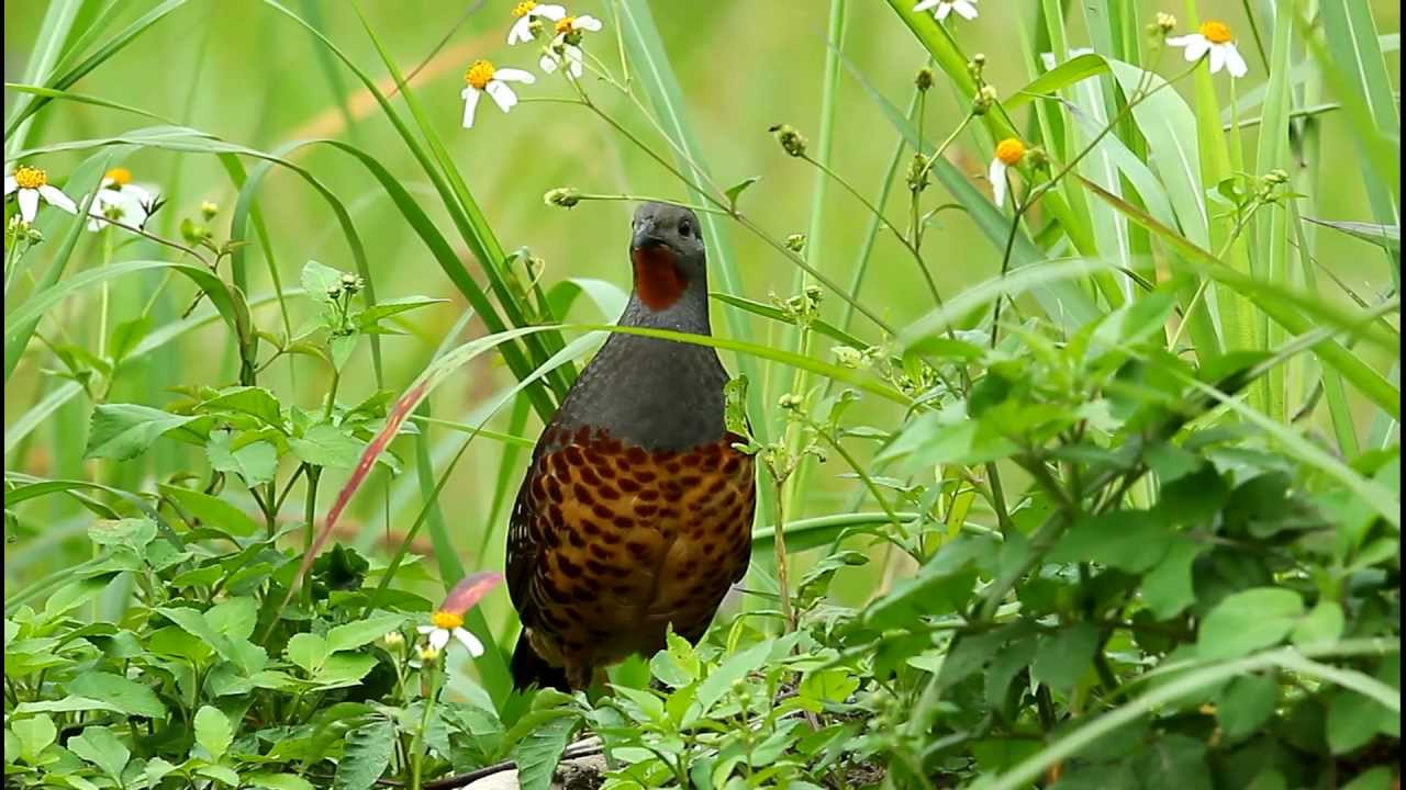 雞狗乖~竹雞開唱  Bamboo Partirdge singing joyfully
