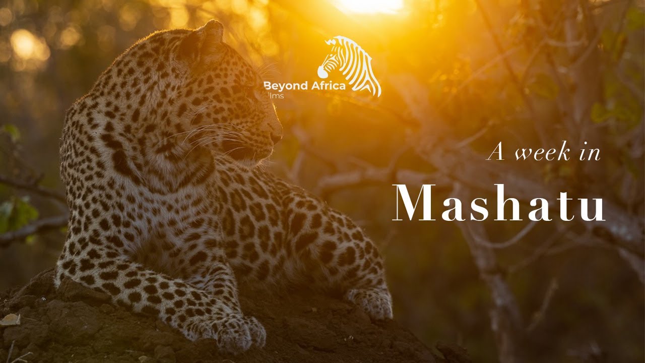 A week in Mashatu