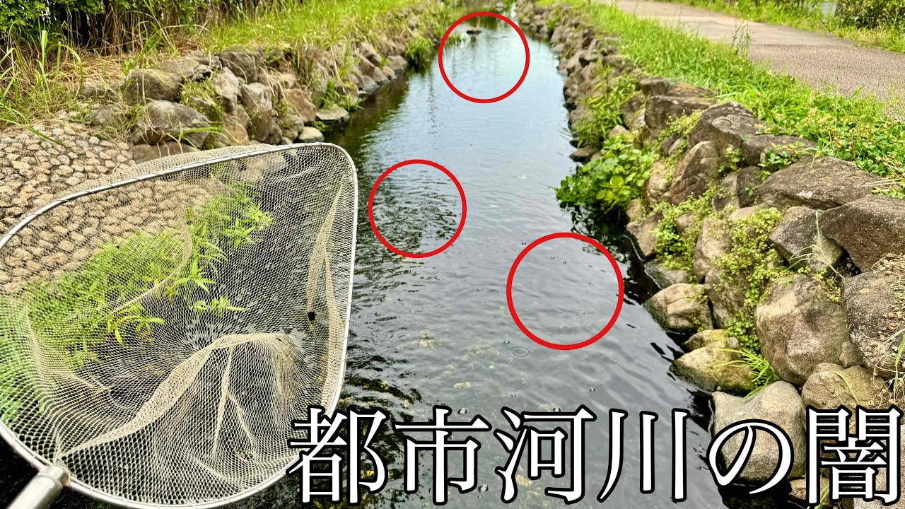 【暗渠がやばい】横浜の温排水でメキシコの熱帯魚が大繁殖！？ガサガサで調査してみた！！