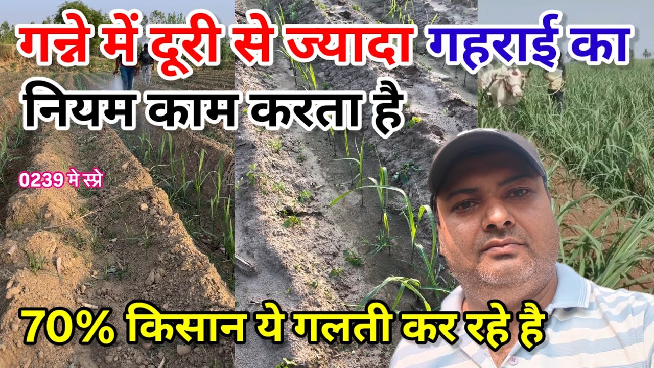 गन्ने में दूरी से ज्यादा गहराई का नियम काम करता है। Trench sugarcane farming india. #manojrajput 