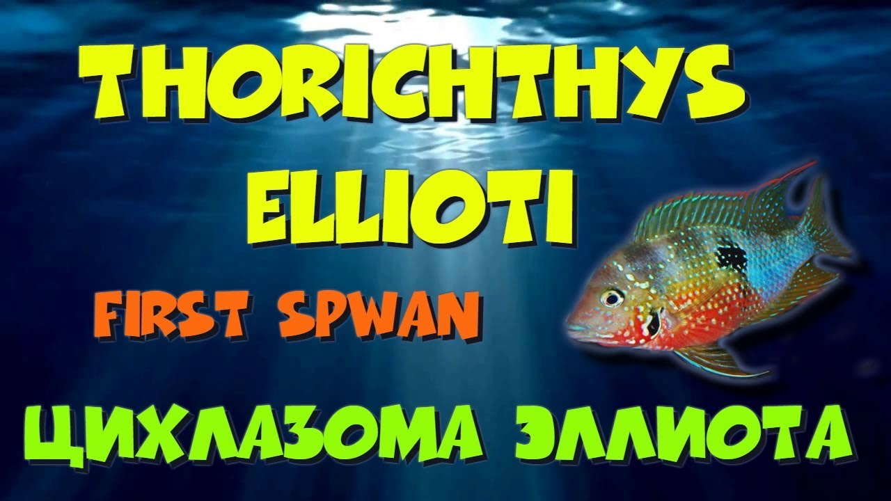 Цихлазома элиота, нерест. Thorichthys ellioti