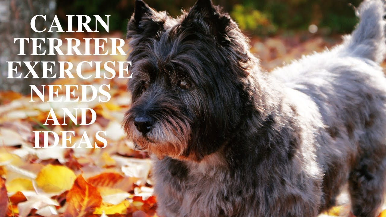 Cairn Terrier Exercise [Needs and Ideas]