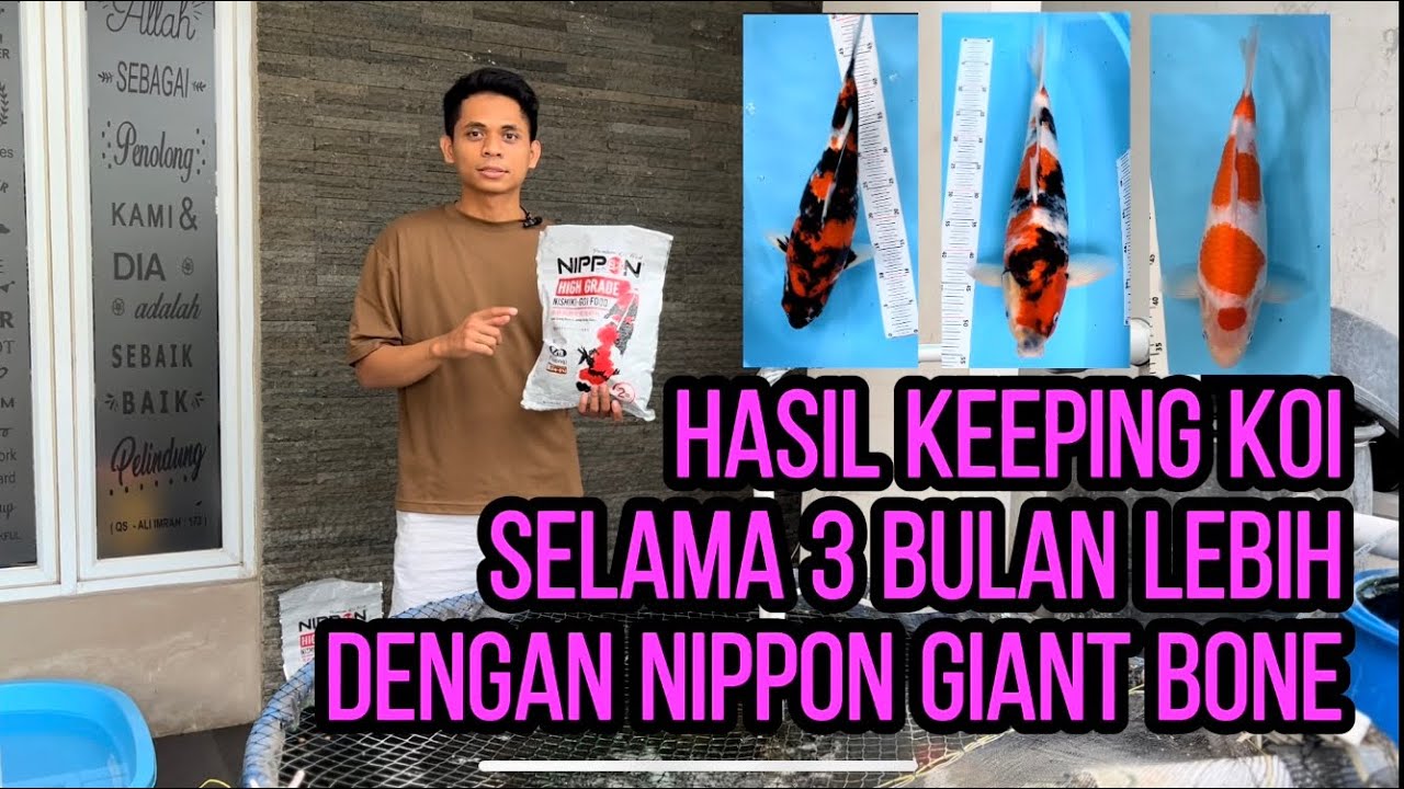 Review Pakan Koi Nippon Giant Bone