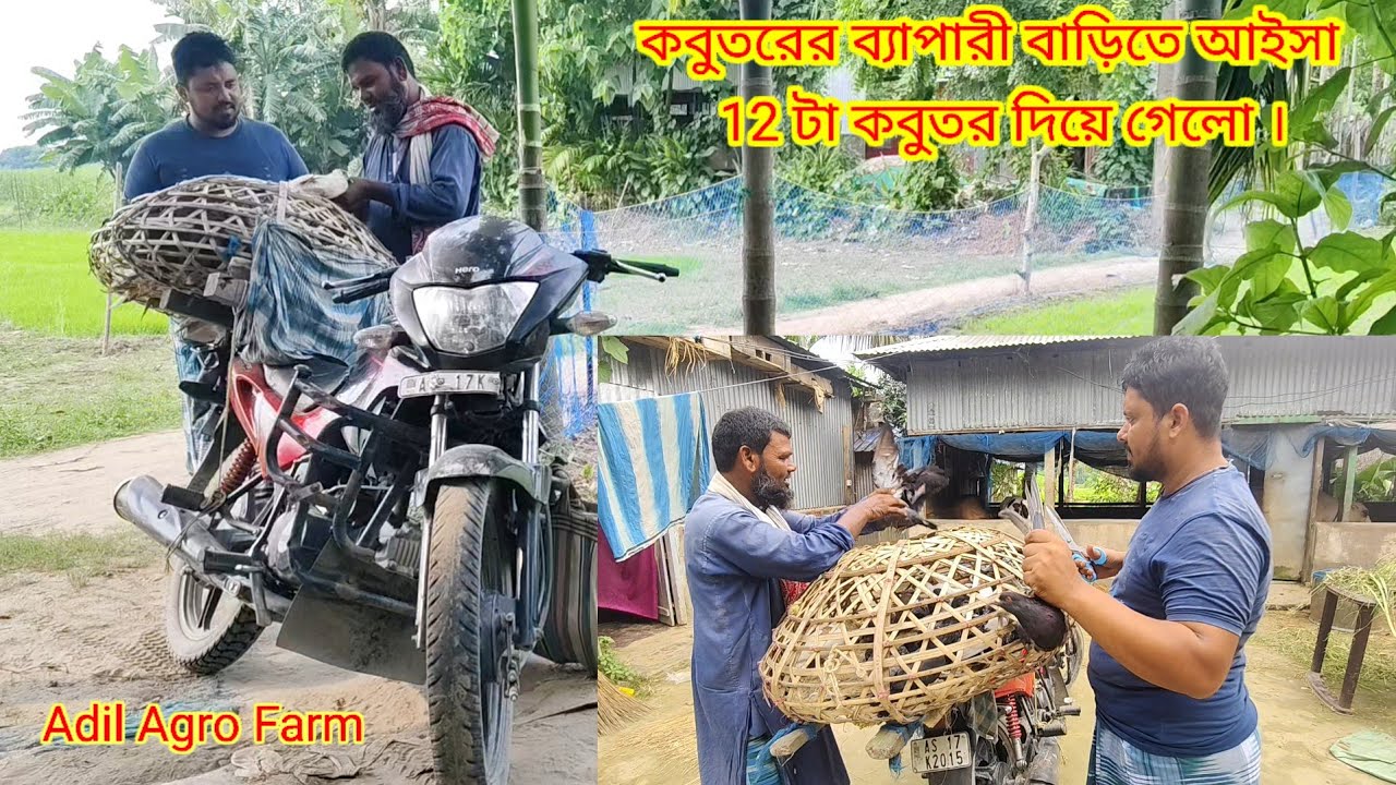 বেপারী বাড়ীতে আইসা 12 টা দেশি কবুতর দিয়ে গেলো।