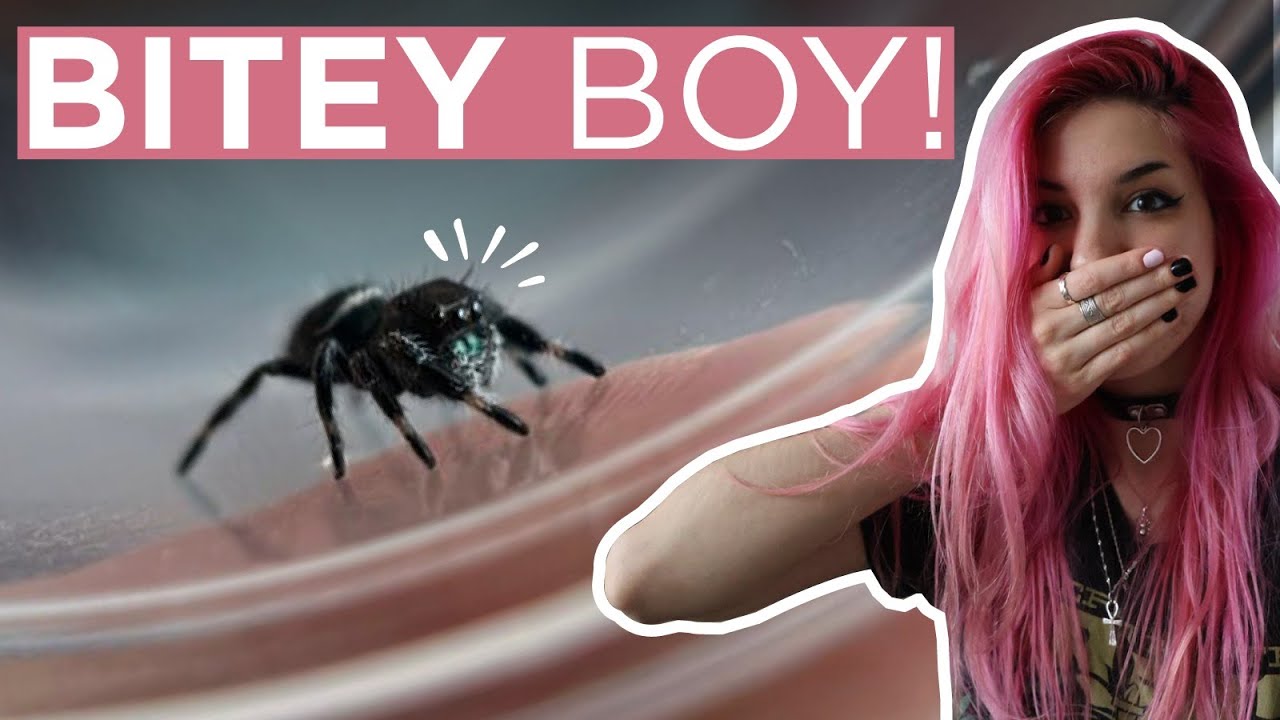 Will This Spider BITE Me AGAIN? Let's find out TOGETHER lol🕷️🤘🏼