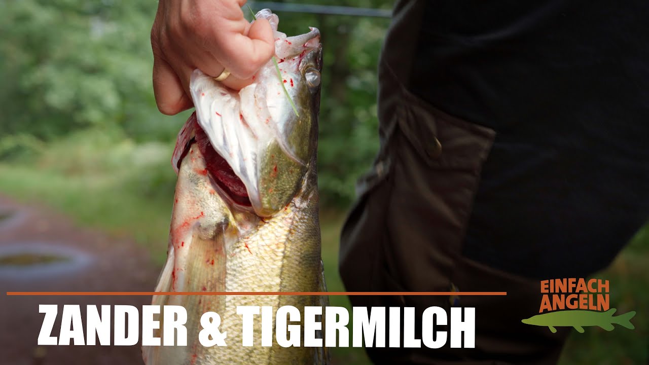 ERFOLGREICH Faulenzen auf ZANDER! | Bestes Zander-Tutorial