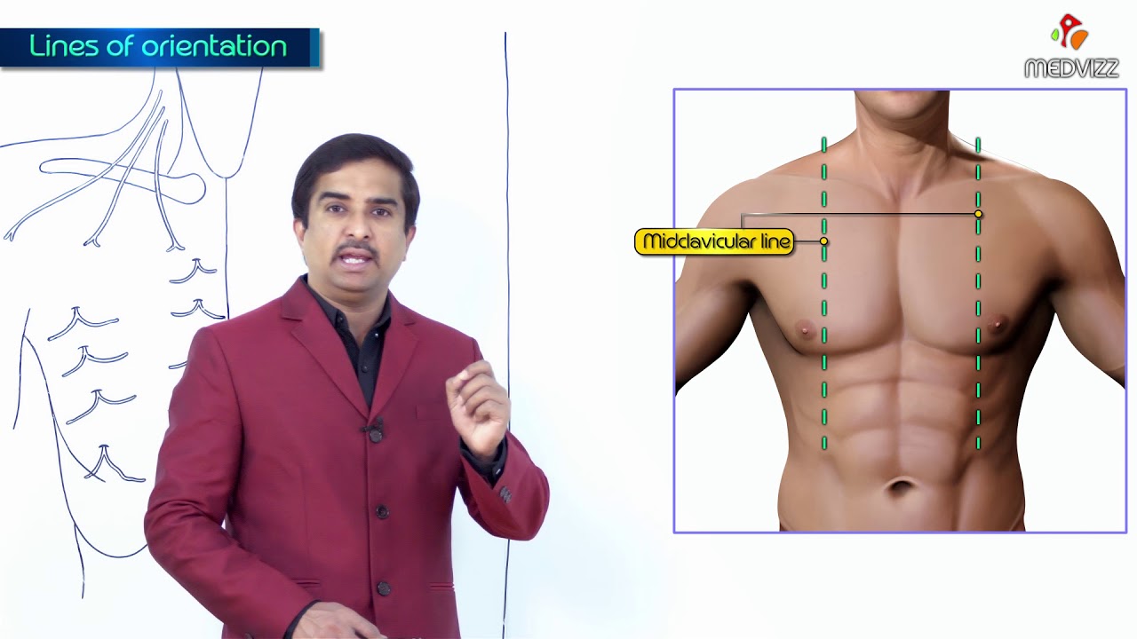 Lines of orientation - Mid sternal , Mid clavicular  and Axillary lines