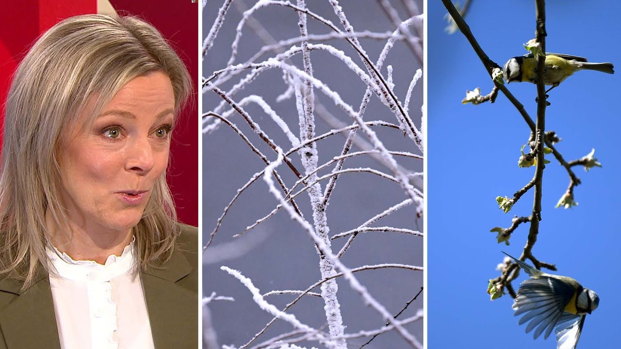 Våren är här – men snart är kylan tillbaka | TV4 Nyheterna | TV4 & TV4 Play