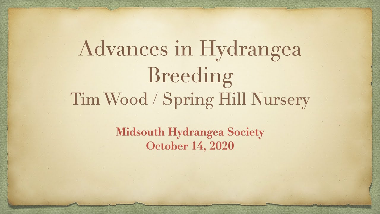 Advances in Hydrangea Breeding &mdash; Tim Wood / Spring Hill Nursery