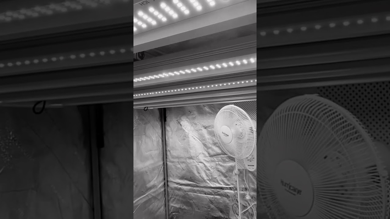 #6212 #62grows #shorts #growcraft