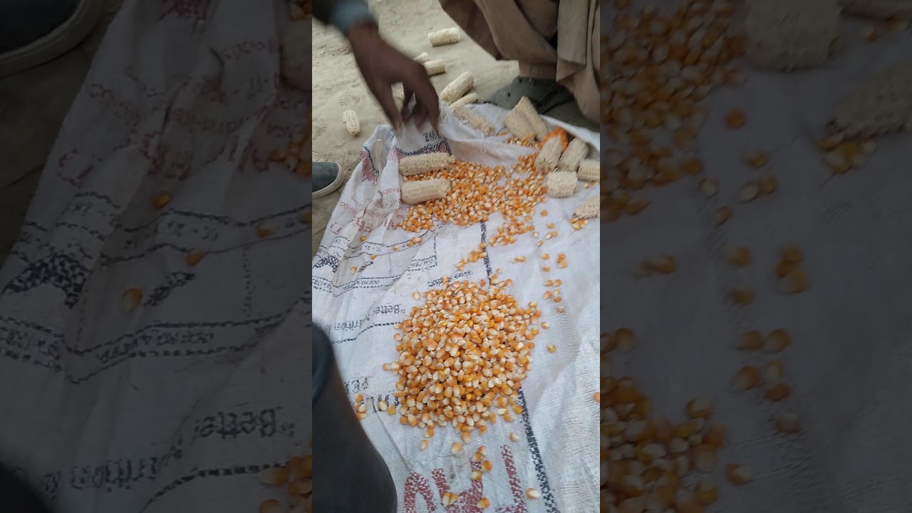 Corn Maize,Makai moisture meter testing by jug filling fraud. by Brokers.