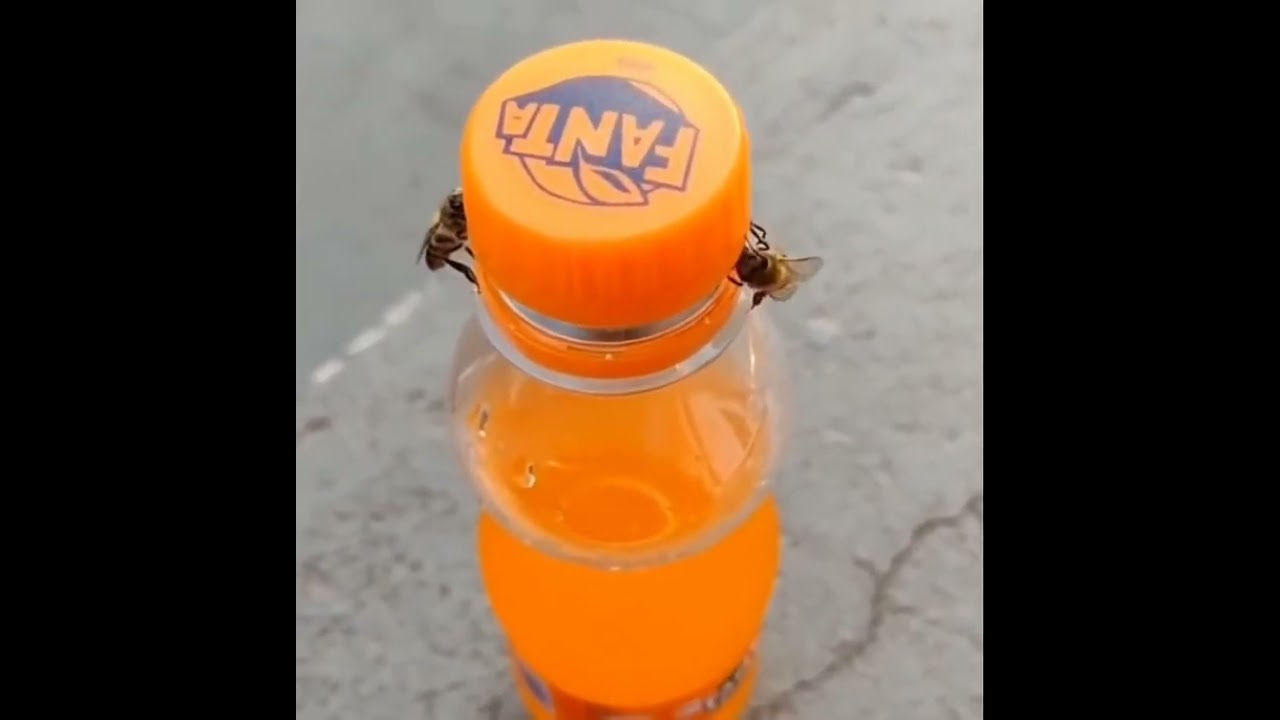 Bees Opening Fanta Bottle