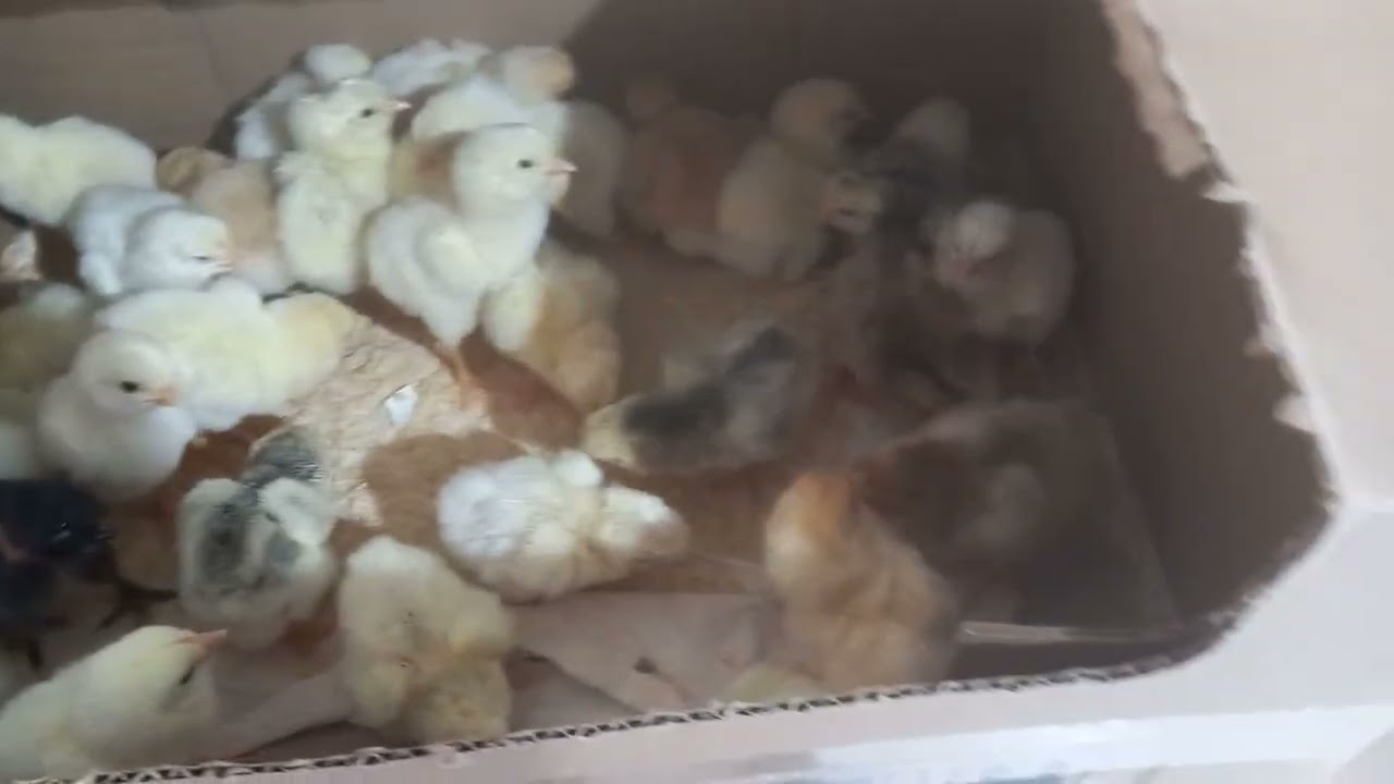 🐣 Nascimento dos Meus Pintinhos na Chocadeira | Nova Etapa da Criação 🐥