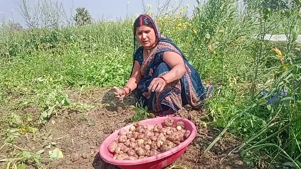 देहात की हरियाली सिवान आलू खना रहा है 🥔🥔