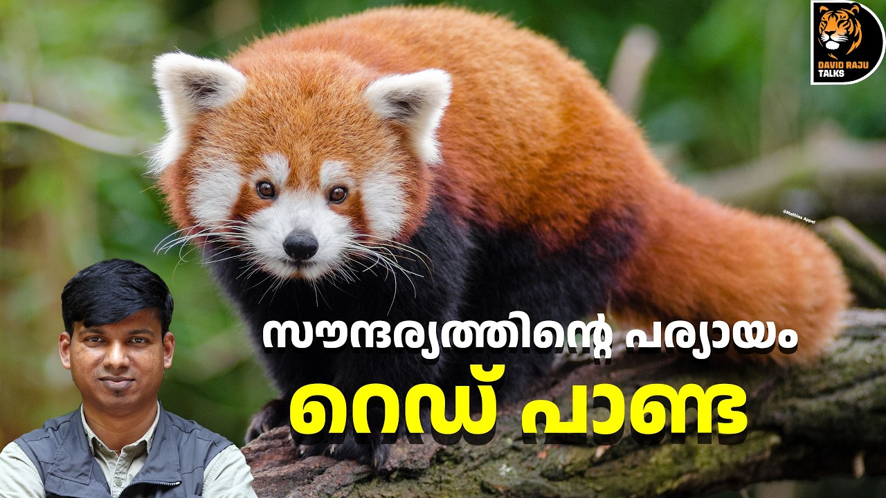 റെഡ് പാണ്ടയുടെ അറിയാക്കഥകൾ! Red panda; #davidrajutalks #wildlife #animals