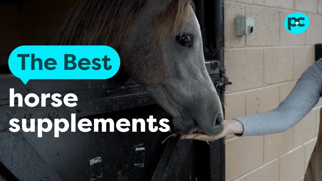 The best #horse supplements | PET CIRCLE