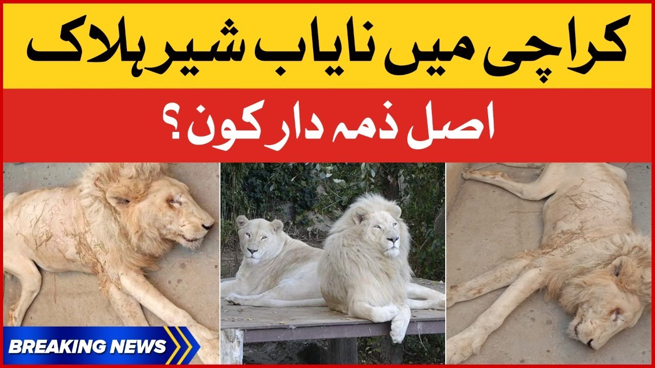 Karachi Zoo me Nayab Sahir Halak | Rare White lion in Karachi | BOL News