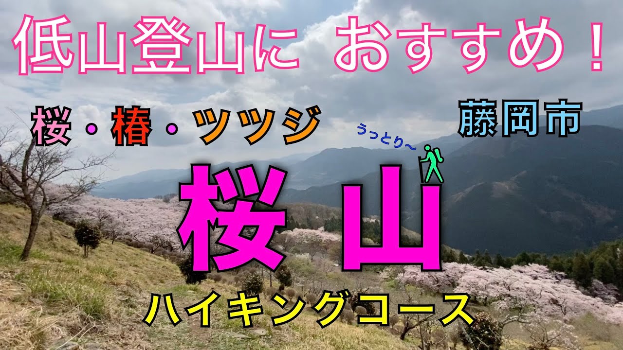 桜山公園　ハイキングコース　花の楽園　桜・椿・ツツジにうっとり！　三波川コミュニティーセンター（金丸登山口）からスタート！　群馬県藤岡市【山と音楽　m♪し音】