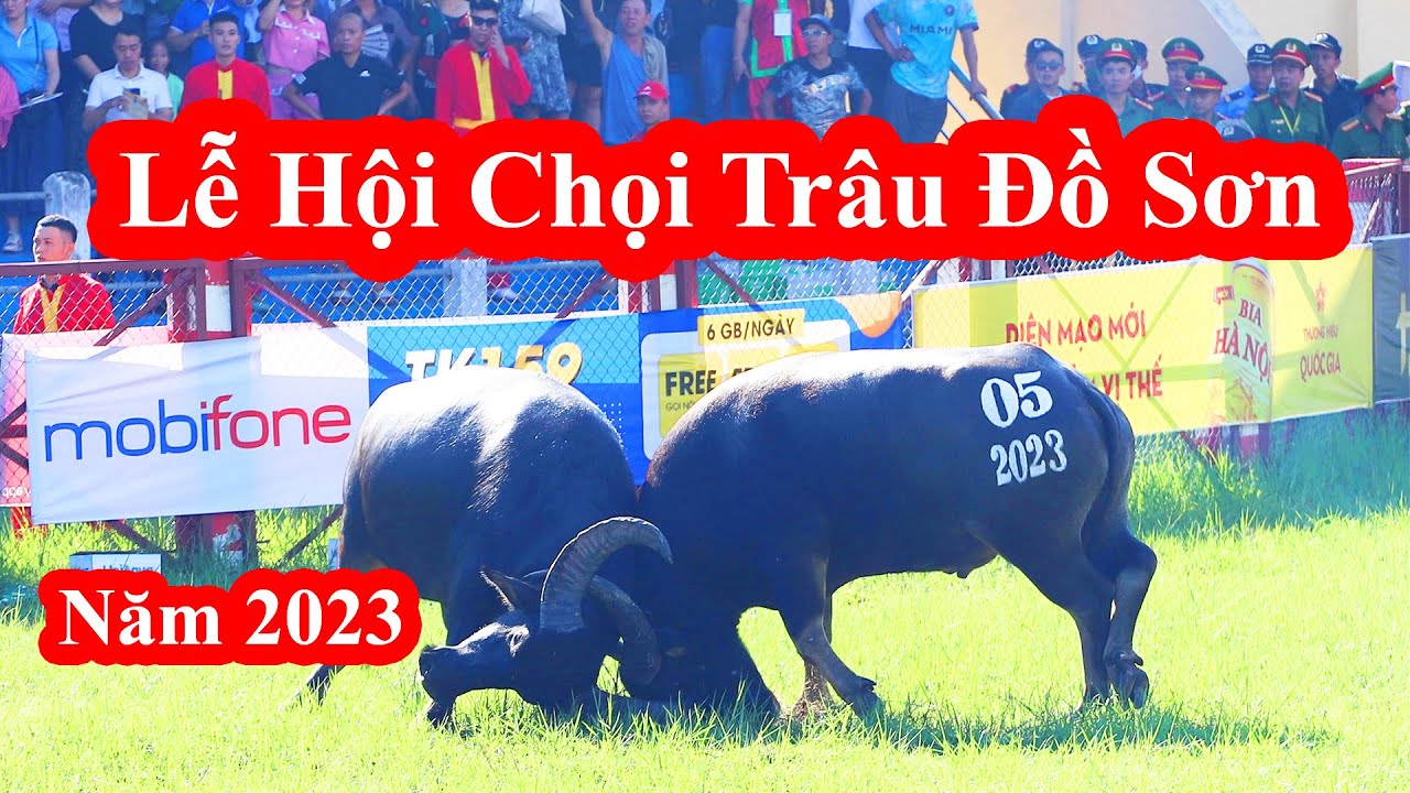 Lễ Hội Chọi Trâu Đồ Sơn Năm 2023 || Mãn nhãn, Kịch Tính