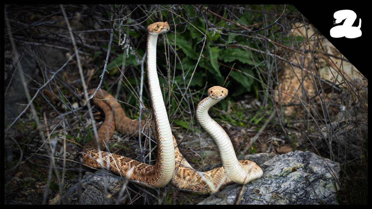 Are these rattlesnakes MATING or FIGHTING?