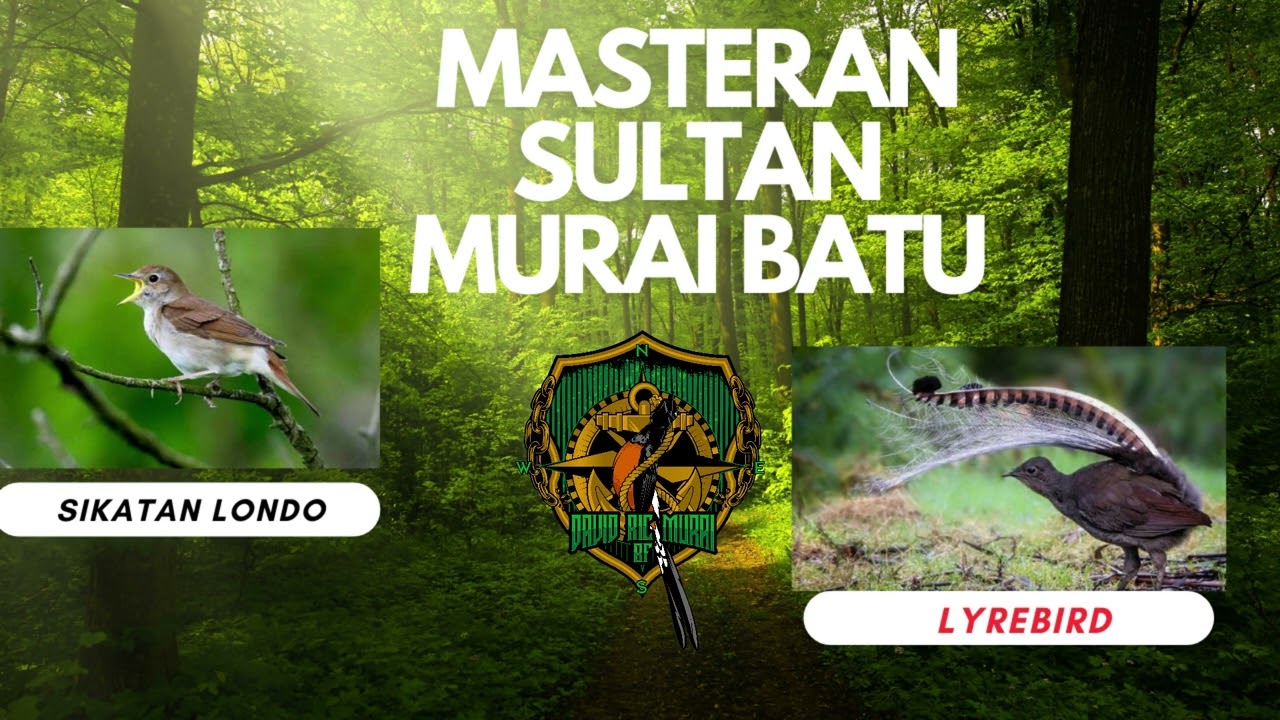 MASTERAN SULTAN UNTUK BURUNG MURAI BATU