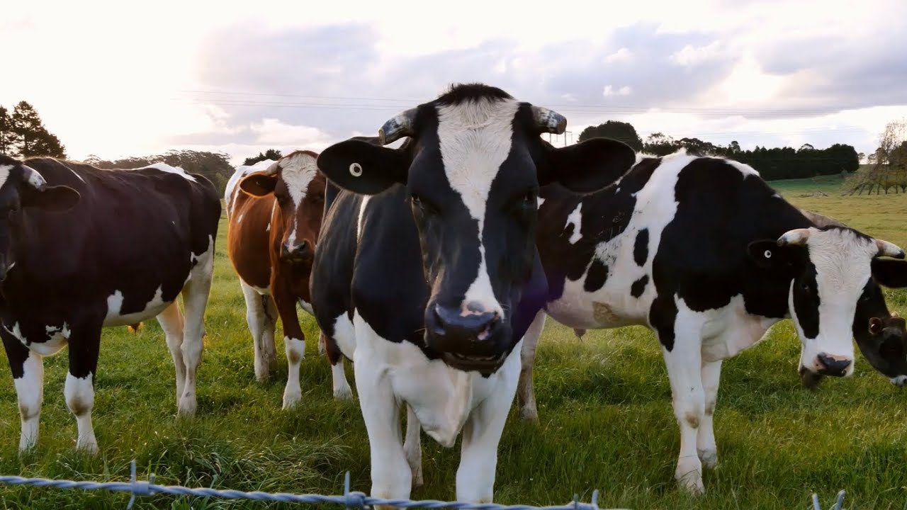 Raising Cows 101: A Comprehensive Guide @OnlineFarmerMan