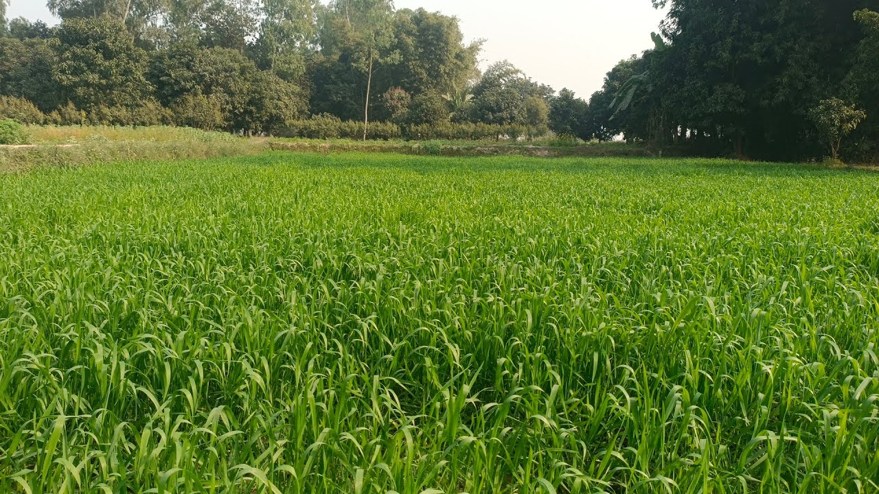 जय मिथिला जय मिथिला जय जवान जय किसान 6 क 🌹🌹🌹ठा15 दूर जमीन में नाना प्रकार का चीज है जय जवान जय किसान
