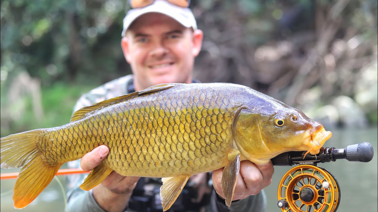 fly fishing for carp (nymphing carp and berry eaters)