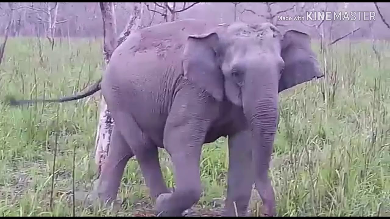 Friendly Encounter With Wild Elephant || Manas National Park || Panbari Range
