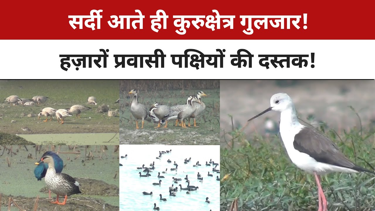 प्रवासी पक्षियों की संख्या में गिरावट क्यों? ग्रामीणों ने बताया बढ़ते प्रदूषण का असर | Haryana News