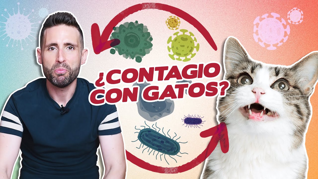 ¿Qué ENFERMEDADES de GATOS podemos CONTAGIARNOS las PERSONAS? | Asma, sarna, tiña, Salmonella, etc.