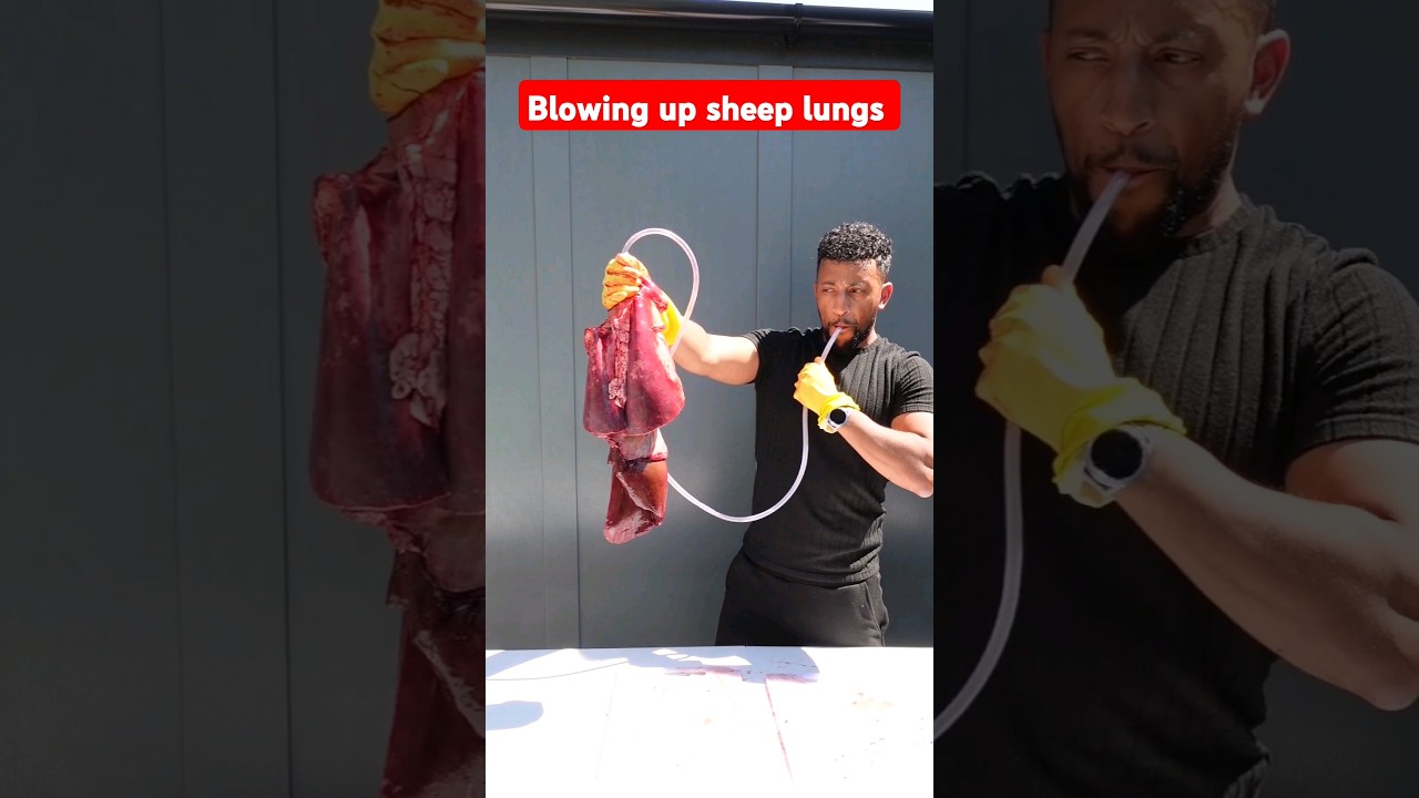 Breathing into Sheep's Lungs! 🤯