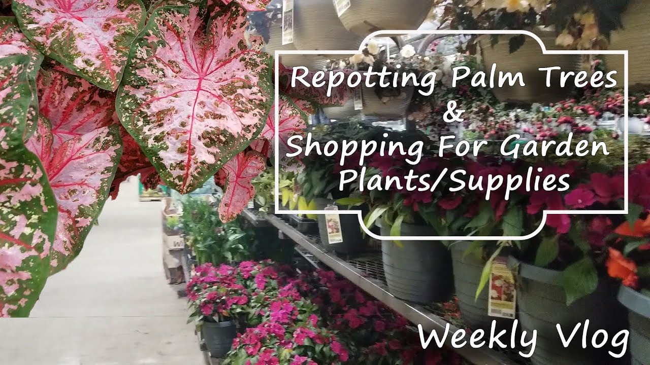 Planting Palm Trees & Shopping Around For Plants & Pots