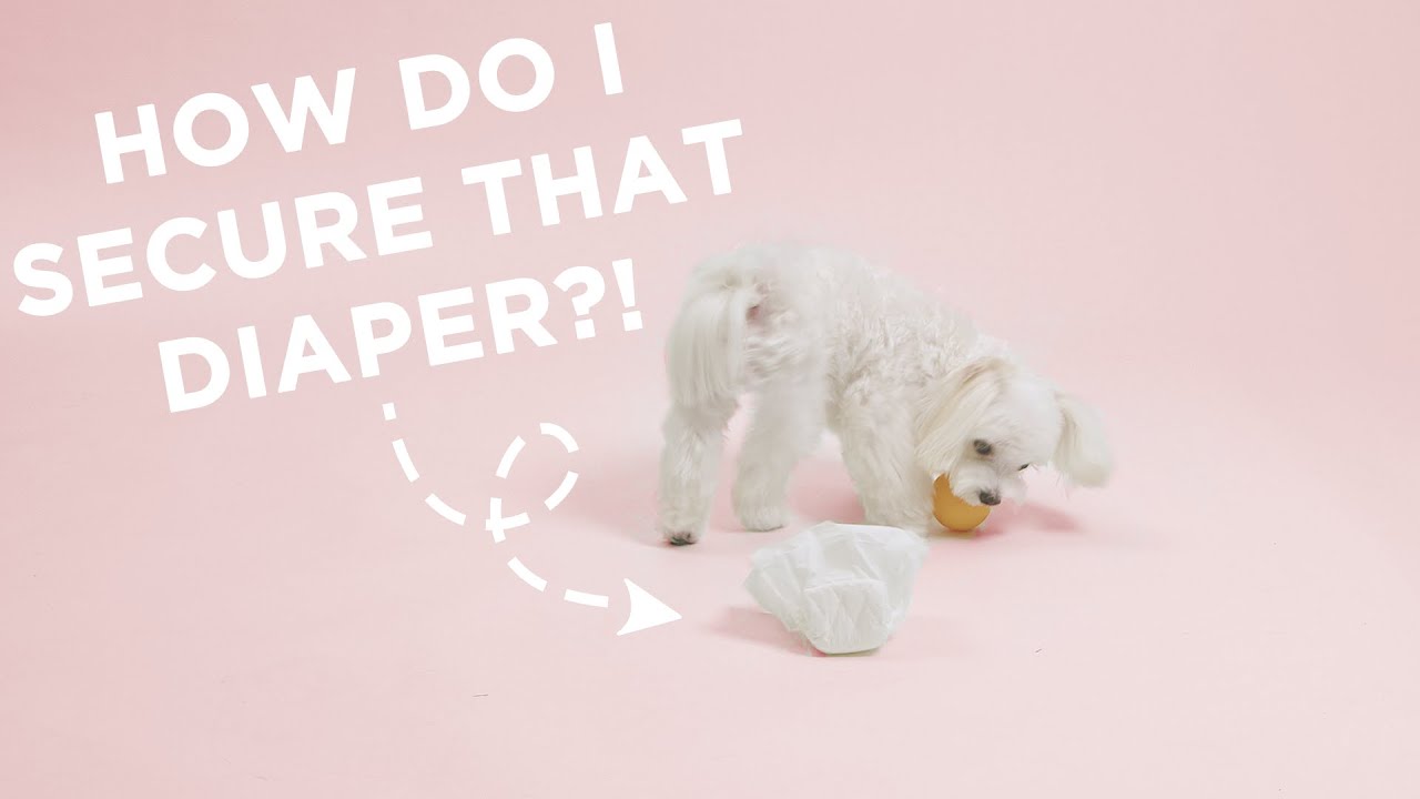 How to Keep a Diaper on a Dog
