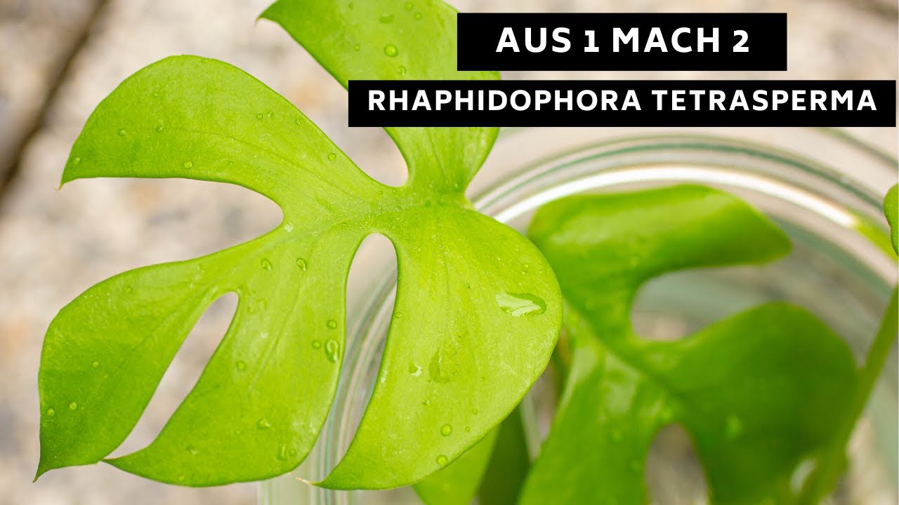 Aus 1 mach 2: Rhaphidophora tetrasperma  - Pflanzen einfach vermehren (+Anleitung 