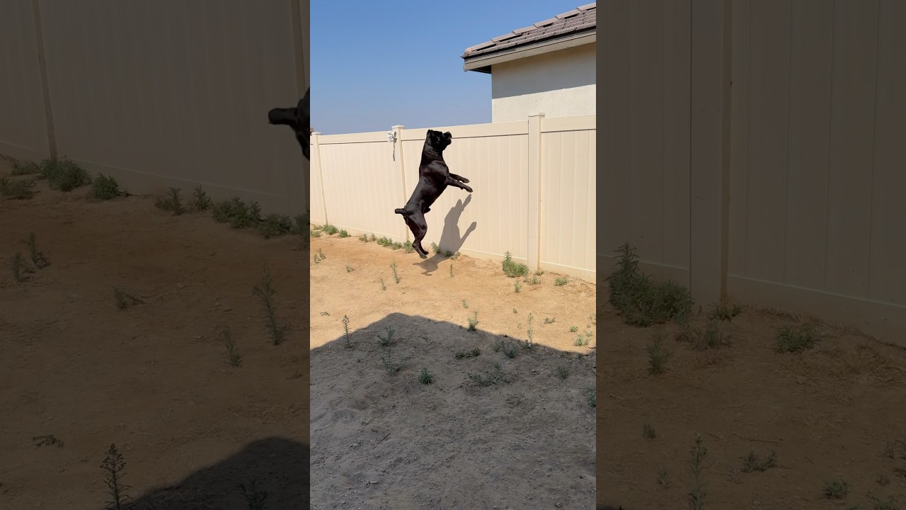 We have new neighbors and they have 2 dogs 🥴 #raisingbane #canecorso #guarddog