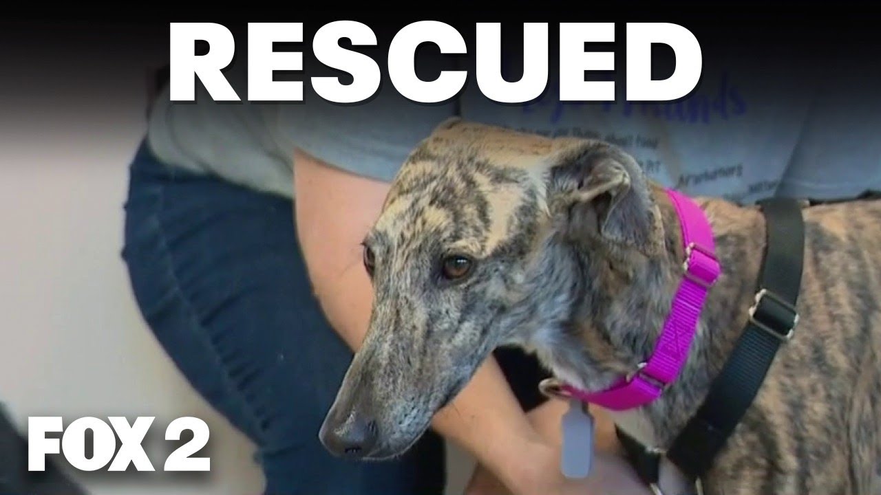 Metro Detroit animal welfare group rescues Spanish Greyhounds from Spain