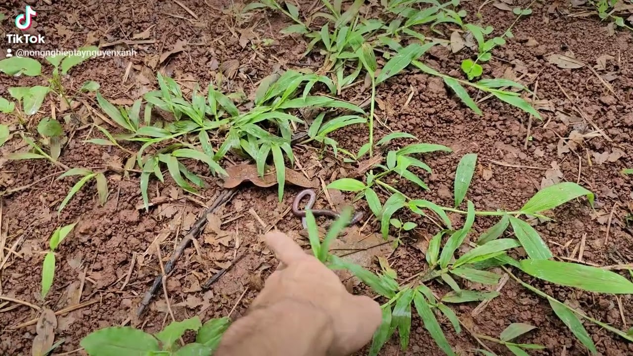 THIẾU HỤT OXY TRONG ĐẤT - NGUY&Ecirc;N DO V&Agrave; KẾT QUẢ