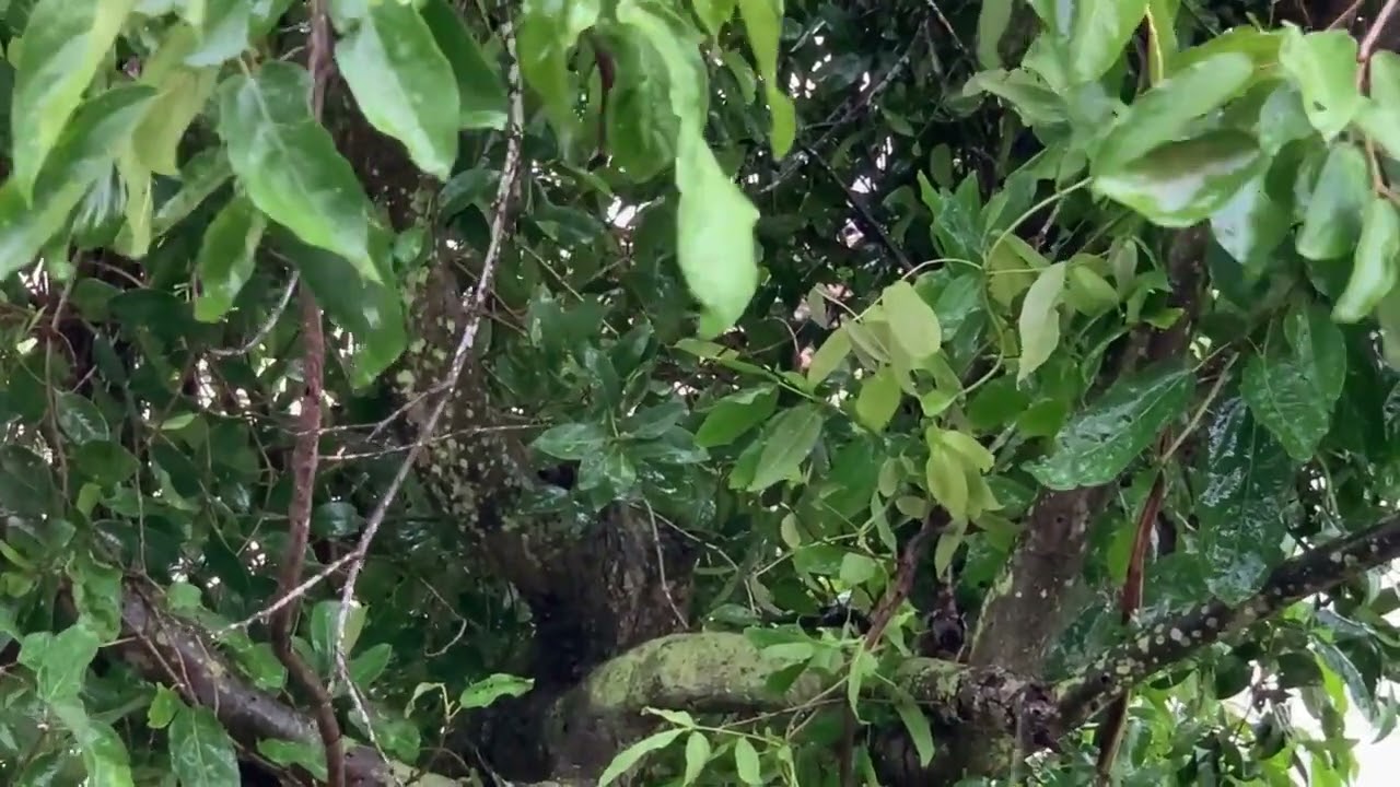 Peaceful Forest Ambience | Sleeping and Meditation Music