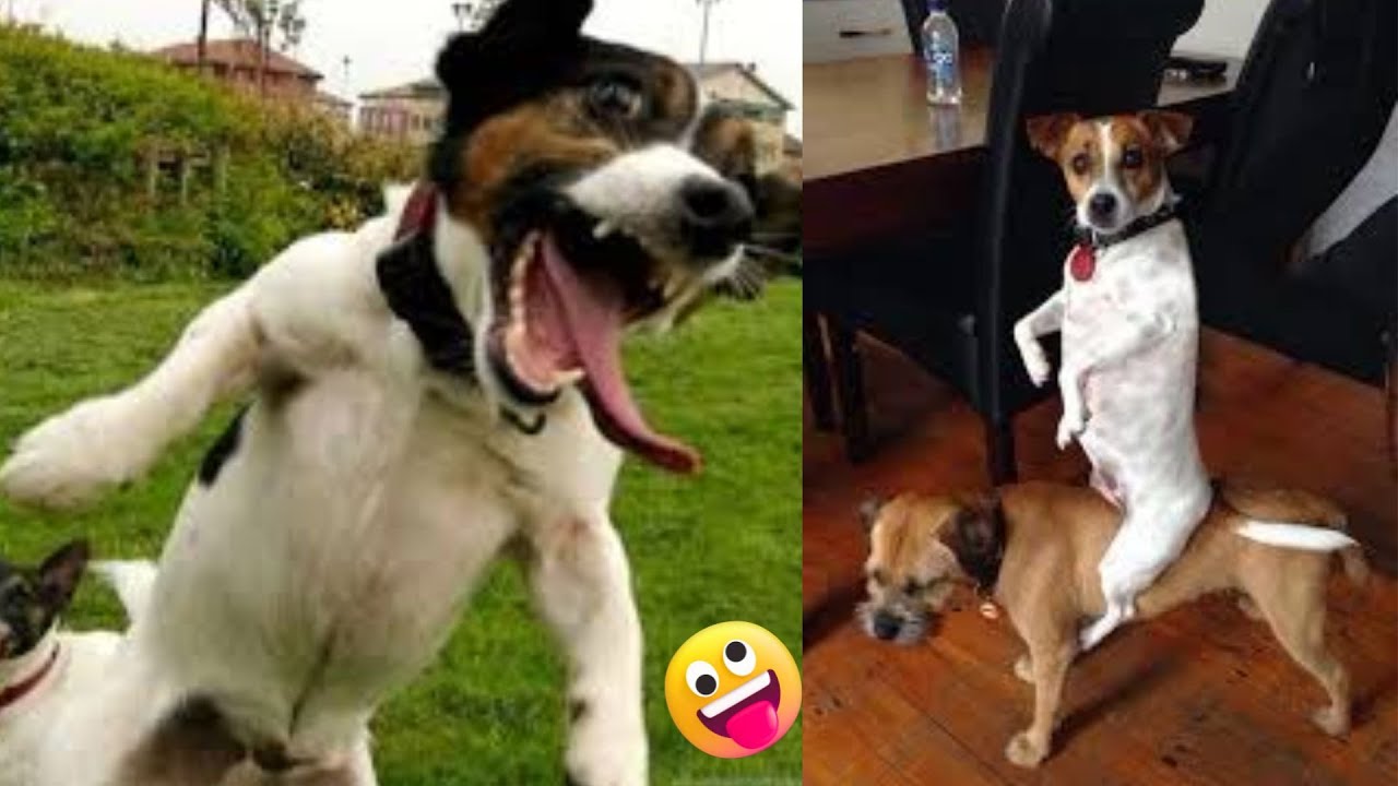 New FUNNIEST PETS EVER 2025 😂 You Won’t Believe #24!
