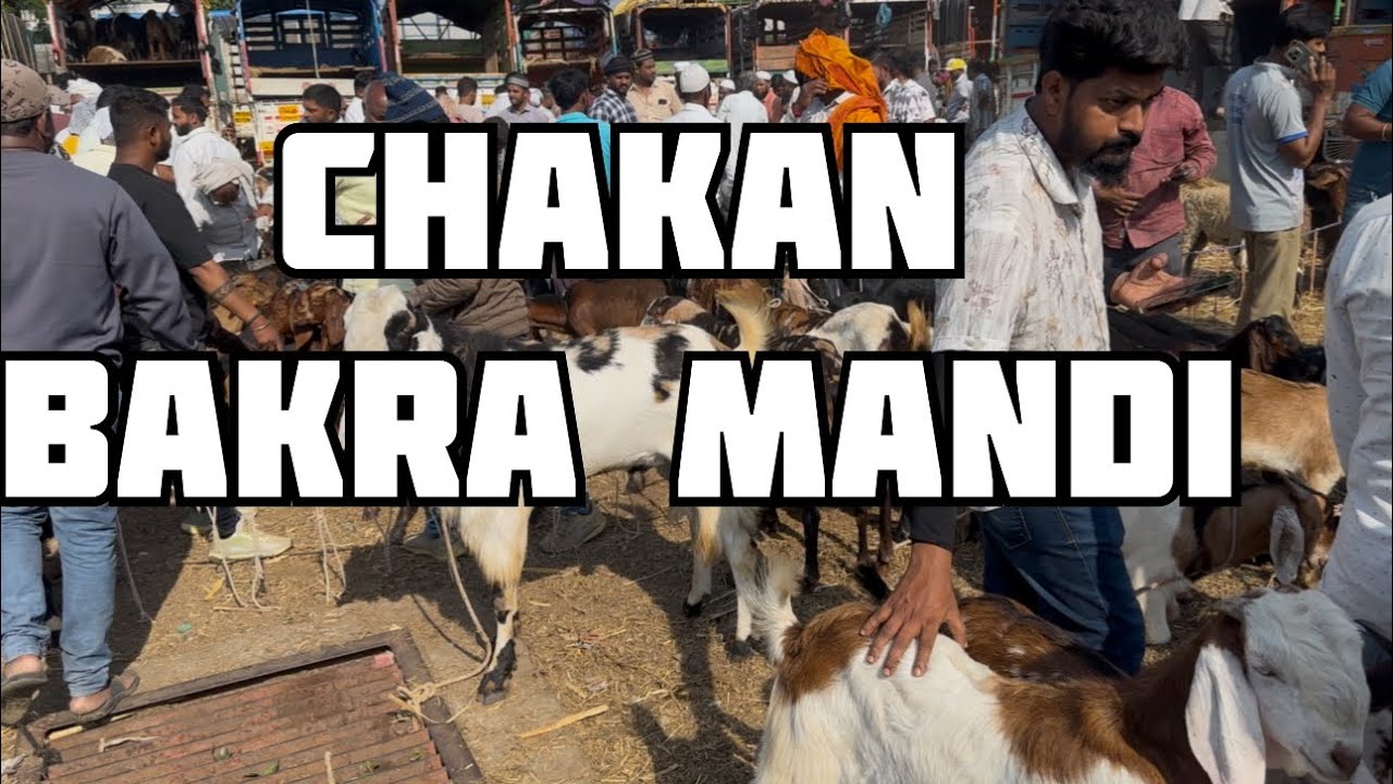 CHAKAN BAKRA MANDI LIVE UPDATE 19th April