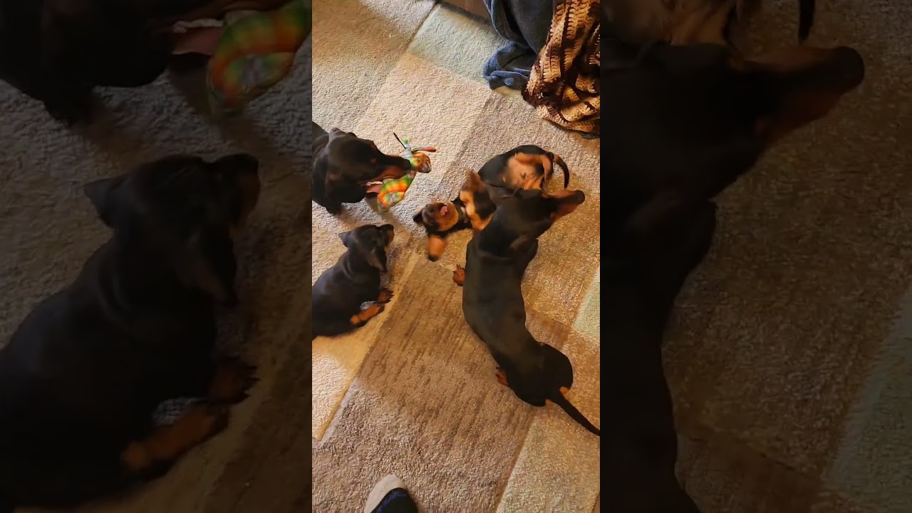 A Dachshund family playing together #puppies #dog #adorable #foryou